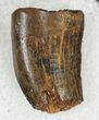 Partial Tyrannosaur Tooth - Montana #21412-1